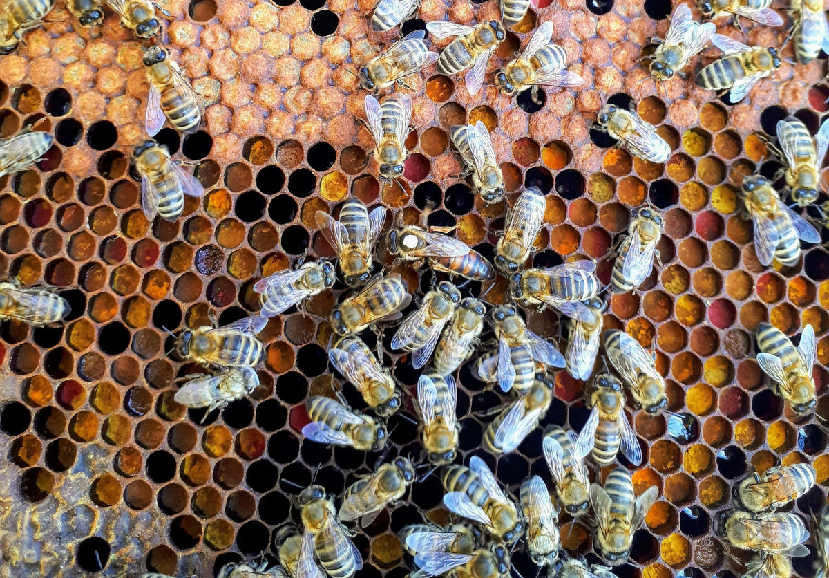 Close-up van een honingraat met gesloten cellen